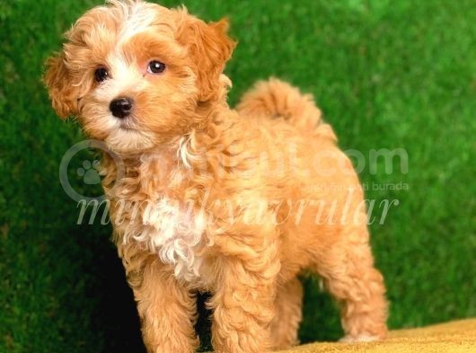 F1 Maltipoo Yavrularimiz İrkinin En İyileri