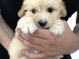 Tertemiz Maltipoo