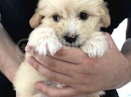 Tertemiz Maltipoo görsel