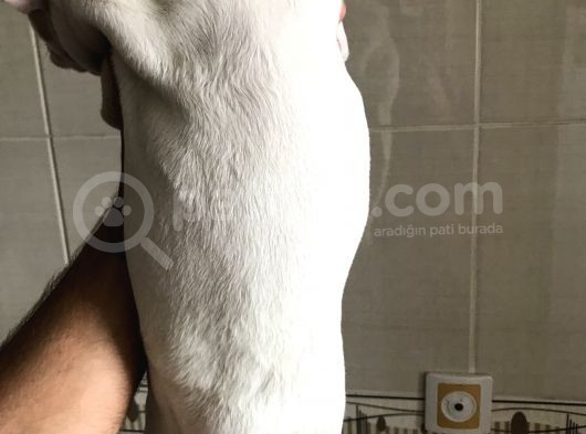 Orjinal Fransız Bulldog Yavruları görsel