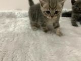 British Kedi Yavruları