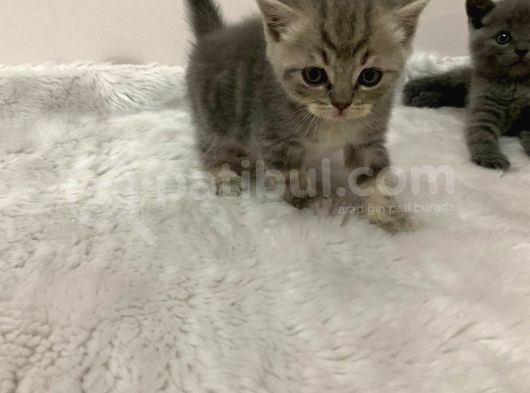 British Kedi Yavruları görsel