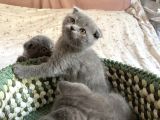 Scottish Fold 2 Aylık