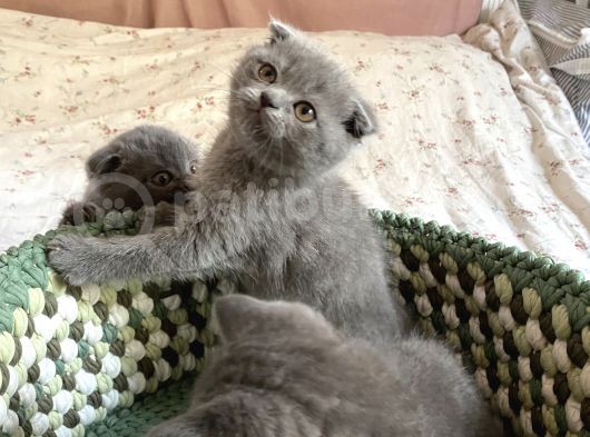 Scottish Fold 2 Aylık görsel