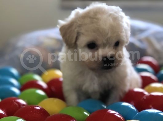 Tatli Maltes Terri̇er