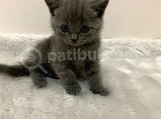 British Kedi Yavruları görsel