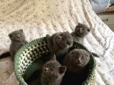 Scottish Fold 2 Aylık
