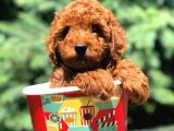 Red Brown Di̇şi̇ Toy Poodle Bebeği̇mi̇z