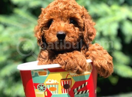 Red Brown Di̇şi̇ Toy Poodle Bebeği̇mi̇z görsel