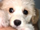 Tertemiz Maltipoo