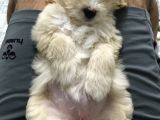 Tertemiz Maltipoo