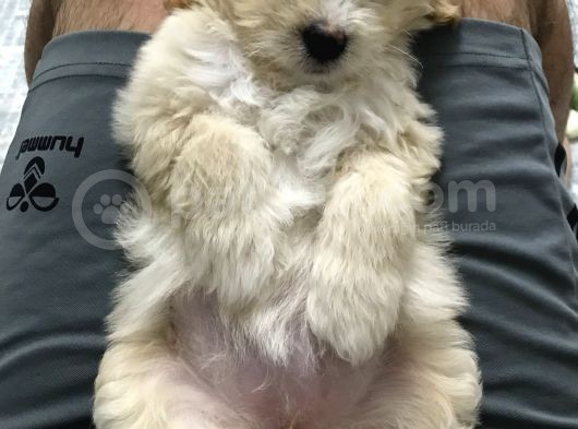 Tertemiz Maltipoo görsel