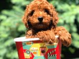 Red Brown Di̇şi̇ Toy Poodle Bebeği̇mi̇z