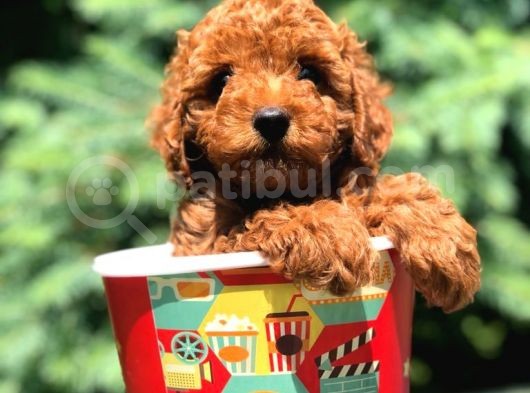 Red Brown Di̇şi̇ Toy Poodle Bebeği̇mi̇z görsel