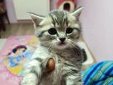 Son Kalan Dişi Ve Erkek Blue Tabby Yavrular