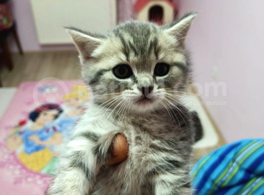 Son Kalan Dişi Ve Erkek Blue Tabby Yavrular görsel