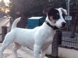 7 Aylık Dişi Jack Russel Irk Garantili Karneli