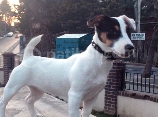 7 Aylık Dişi Jack Russel Irk Garantili Karneli