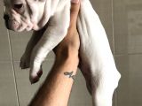 Orjinal Fransız Bulldog Yavruları