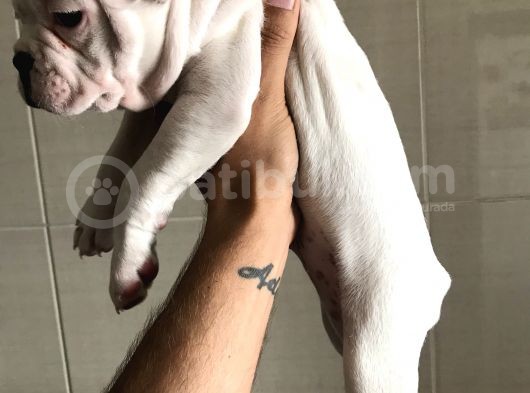 Orjinal Fransız Bulldog Yavruları görsel