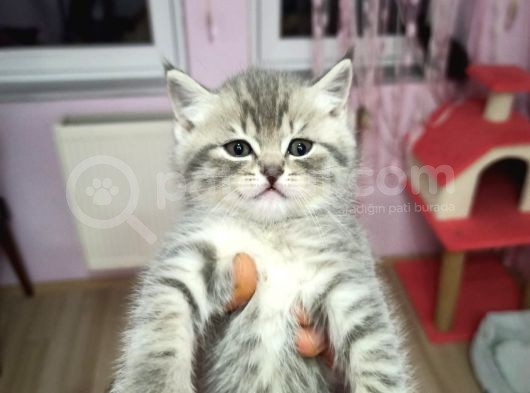 Son Kalan Dişi Ve Erkek Blue Tabby Yavrular