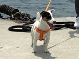 7 Aylık Dişi Jack Russel Irk Garantili Karneli