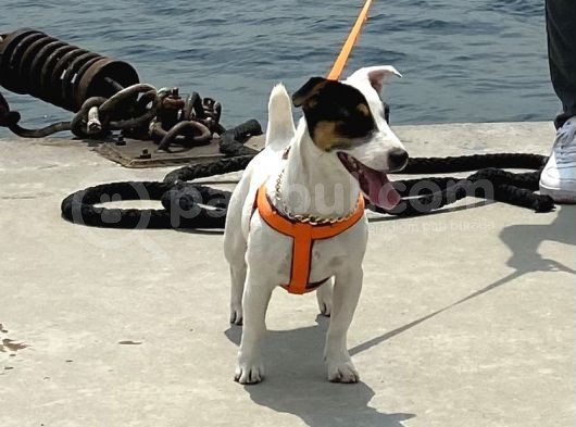 7 Aylık Dişi Jack Russel Irk Garantili Karneli görsel