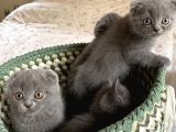 Scottish Fold 2 Aylık
