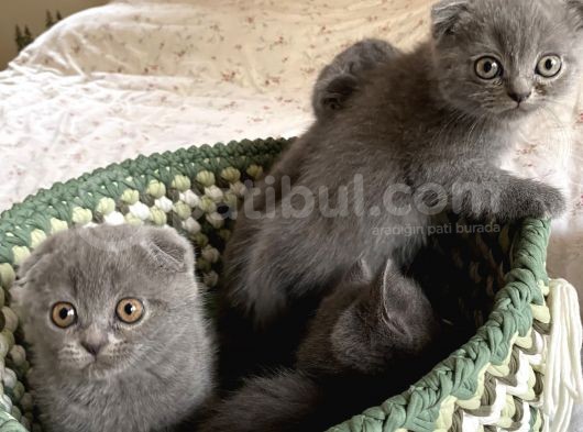 Scottish Fold 2 Aylık görsel