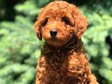 Red Brown Di̇şi̇ Toy Poodle Bebeği̇mi̇z