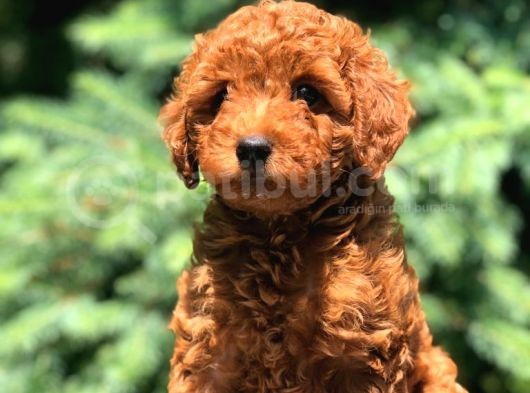 Red Brown Di̇şi̇ Toy Poodle Bebeği̇mi̇z görsel