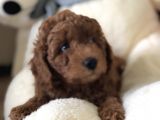 Bebek Surat Toy Poodle