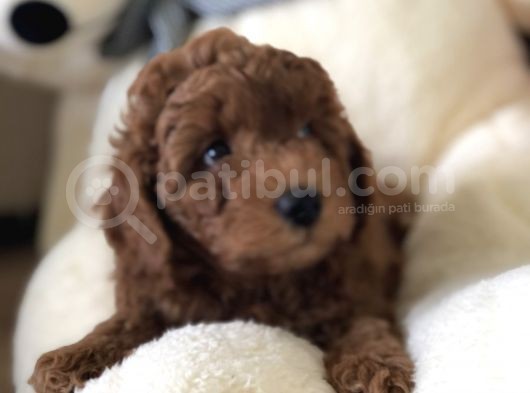 Bebek Surat Toy Poodle görsel