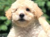 Apri̇cot Toy Poodle Bebeği̇mi̇z