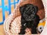 Toy Poodle Yavrular  ( Red,Red Brown,Apricot,Silver,Siyah)