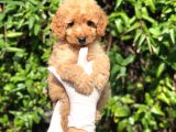 Toy Poodle Yavrular  ( Red,Red Brown,Apricot,Silver,Siyah)