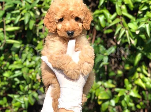 Toy Poodle Yavrular  ( Red,Red Brown,Apricot,Silver,Siyah) görsel
