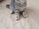 Sevimli Silver Tabby