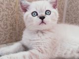 Acill British Short Hair Yavruya Yuva