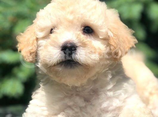 Erkek Acık Apricot Toy Poodle Yavrumuz görsel