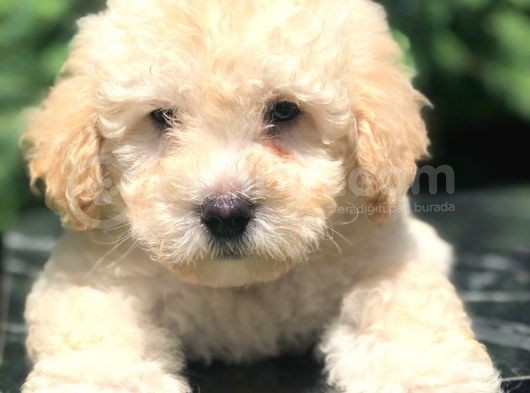 Erkek Acık Apricot Toy Poodle Yavrumuz görsel