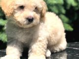Erkek Acık Apricot Toy Poodle Yavrumuz
