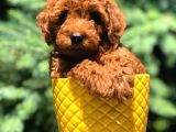 Dişi Red Brown Toypoodle Yavrumuz