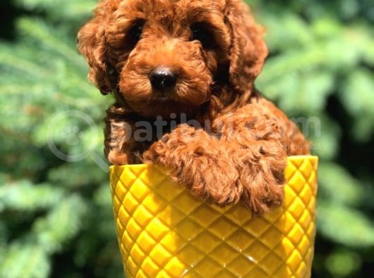 Dişi Red Brown Toypoodle Yavrumuz