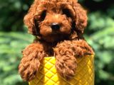 Dişi Red Brown Toypoodle Yavrumuz