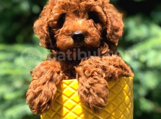 Dişi Red Brown Toypoodle Yavrumuz görsel