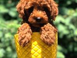Dişi Red Brown Toypoodle Yavrumuz