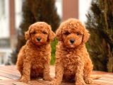 Black Toy Poodle Yavrular Ek