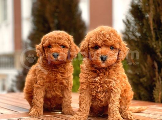 Black Toy Poodle Yavrular Ek görsel