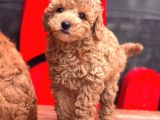 Black Toy Poodle Yavrular Ek